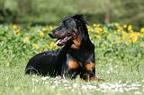 BEAUCERON 911